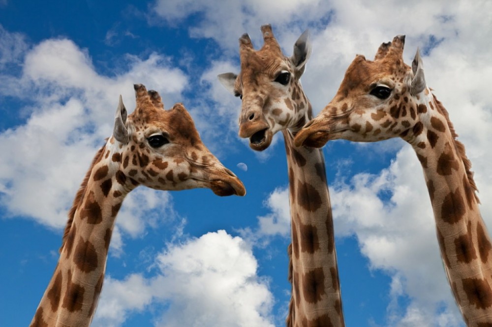 Veronderstellen Herenhuis Van toepassing zijn De Giraf | Kennisrijk.online